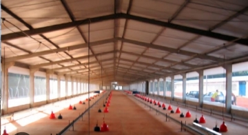 Lã de Vidro IsoFelt Agro Instalado em Aviário