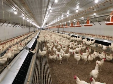 Lã de Vidro para Coberturas - IsoFelt Agro