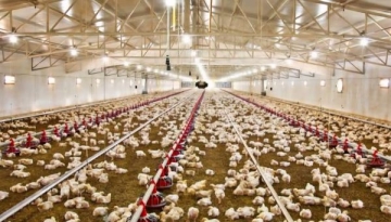 Lã de Vidro para Coberturas - IsoFelt Agro